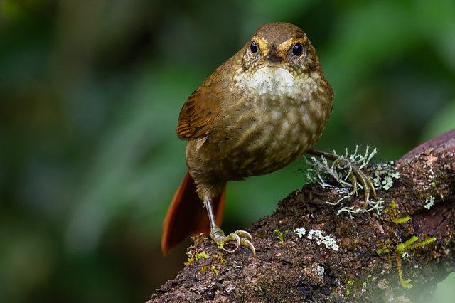 Foto trepadorquiete (Syndactyla rufosuperciliata) Por Vinícius Köhn