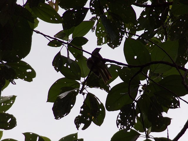 Foto Por Davi Gibson | Wiki Aves - A Enciclopédia das Aves do Brasil