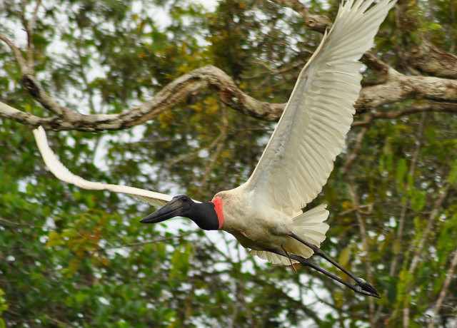 Foto tuiuiú (Jabiru mycteria) Por Robson Czaban | Wiki Aves - A ...
