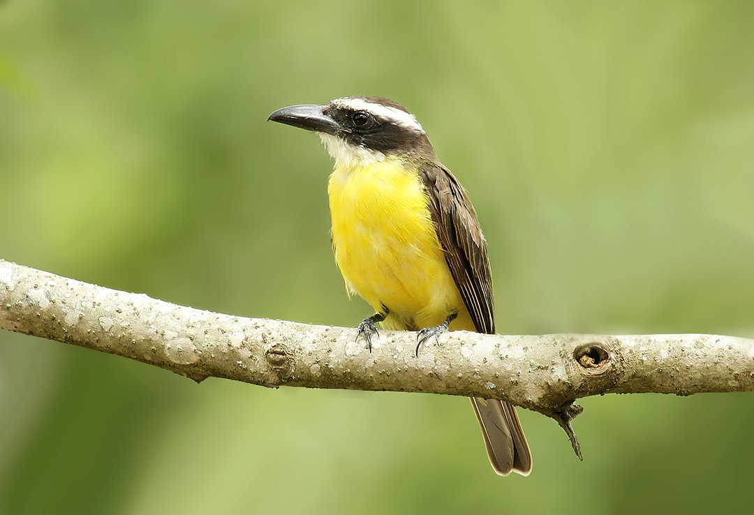foto-neinei-megarynchus-pitangua-por-diogo-s-goncalves-wiki-aves