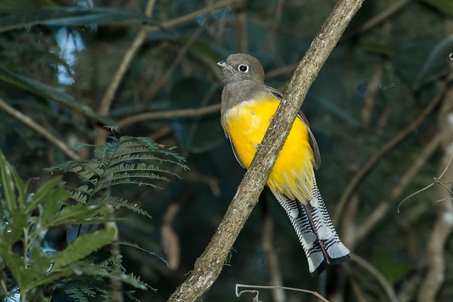Foto surucuádourado (Trogon chrysochloros) Por Arthur Alves Wiki