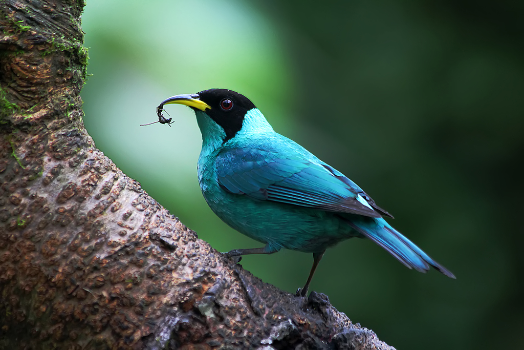 foto-sa-verde-chlorophanes-spiza-por-diogo-s-goncalves-wiki-aves