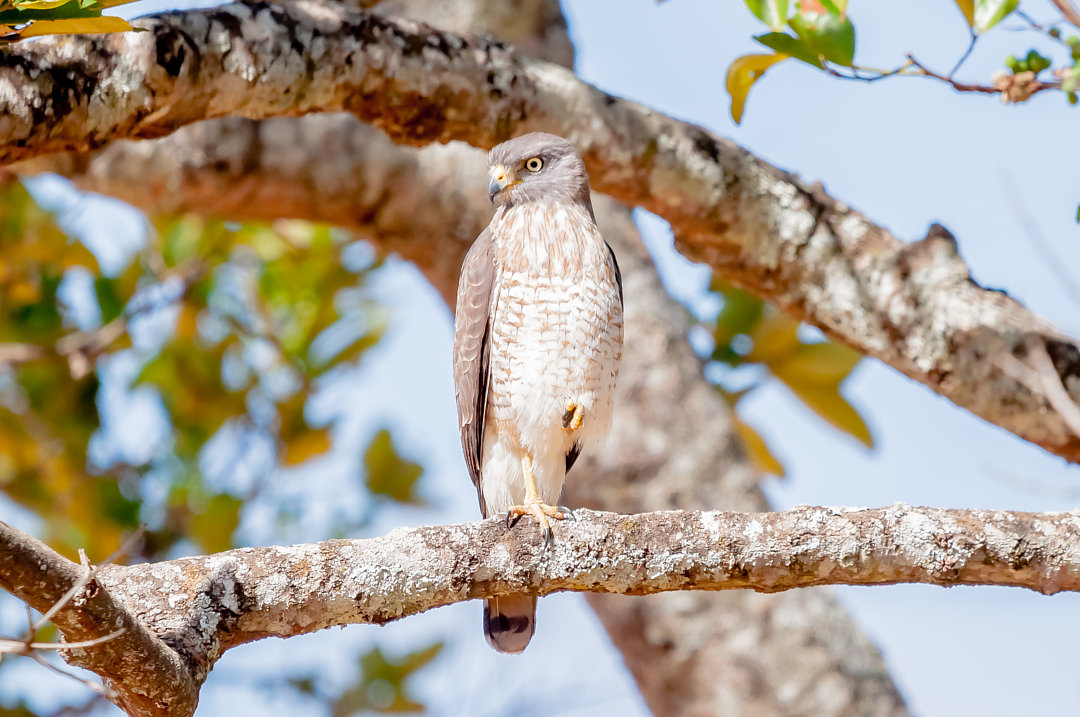 Foto gavião-carijó (Rupornis magnirostris) Por Juliano de Angelis ...