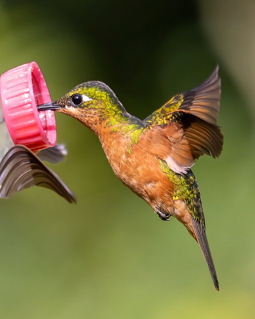 Foto beija-flor-rubi (Heliodoxa rubricauda) Por Cicinho Martins | Wiki ...
