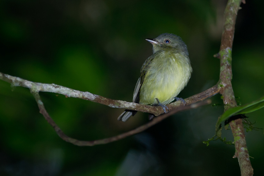 Foto fruxubaiano (Neopelma aurifrons) Por Joao Quental Wiki Aves A
