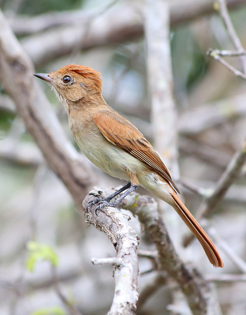Foto caneleiroenxofre (Casiornis fuscus) Por Alenilson Rodrigues