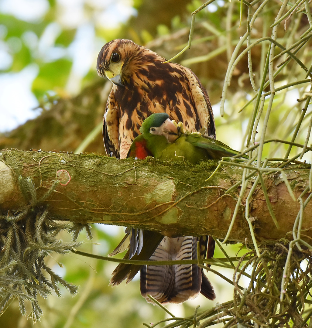 Foto gaviãoasadetelha (Parabuteo unicinctus) Por Karolina Moreira Wiki Aves A
