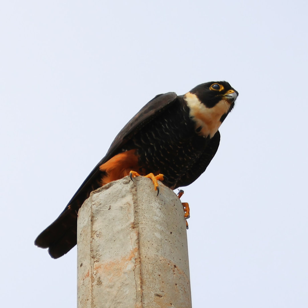 Foto cauré (Falco rufigularis) Por Elizete Barbosa | Wiki Aves - A ...