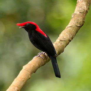 Pipridae WikiAves A Enciclopédia das Aves do Brasil