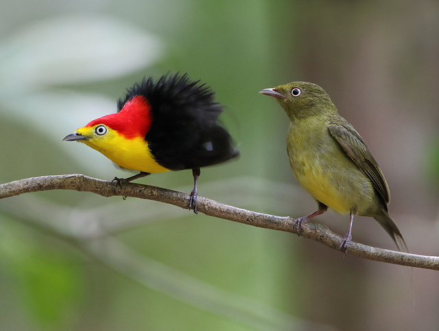 Pipridae WikiAves A Enciclopédia das Aves do Brasil