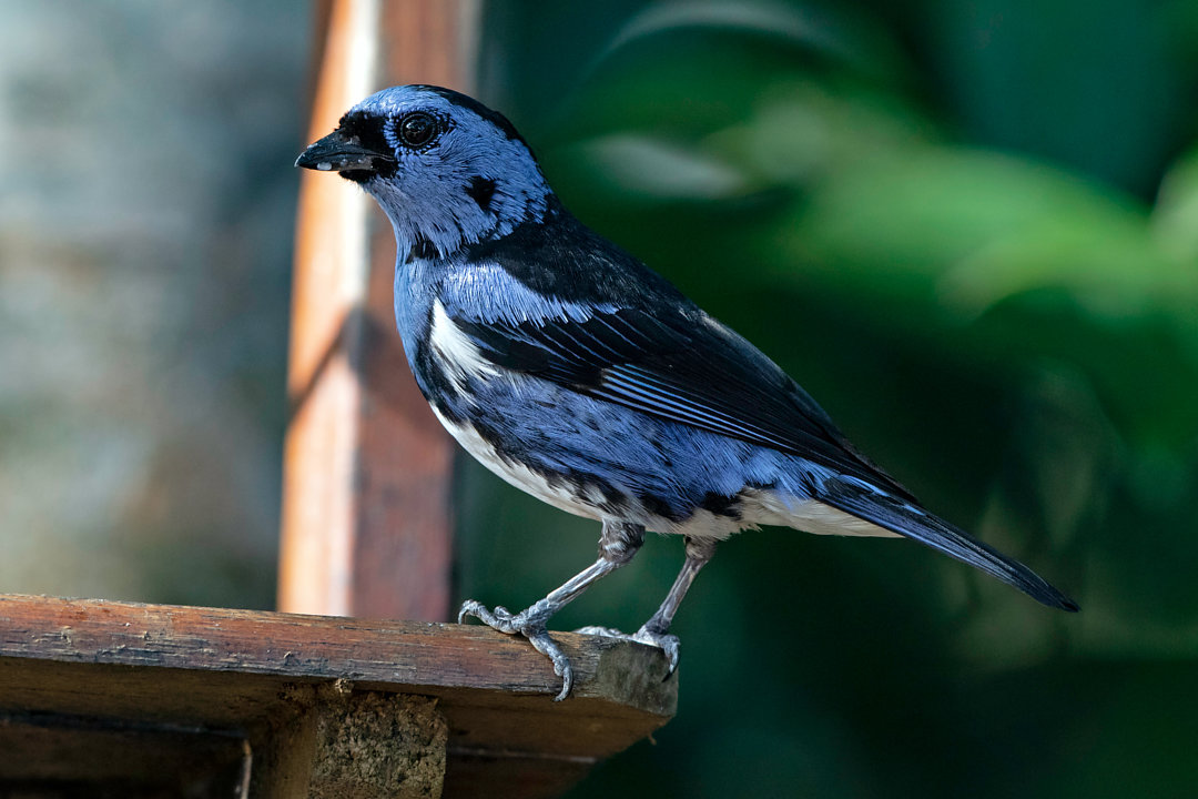 foto-cambada-de-chaves-tangara-brasiliensis-por-roberval-costa-wiki