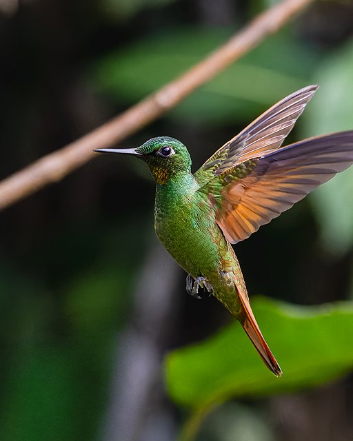 Foto beija-flor-rubi (Heliodoxa rubricauda) Por Cicinho Martins | Wiki ...