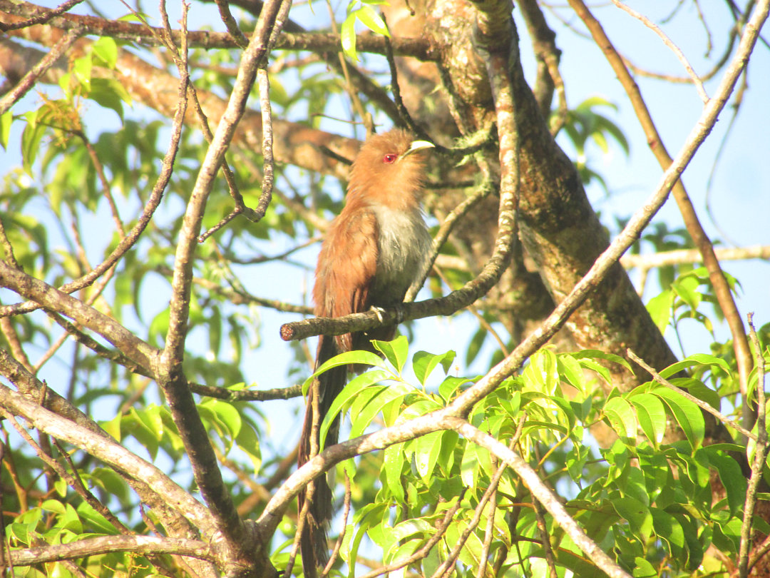 foto-alma-de-gato-piaya-cayana-por-antonio-c-scopel-wiki-aves-a
