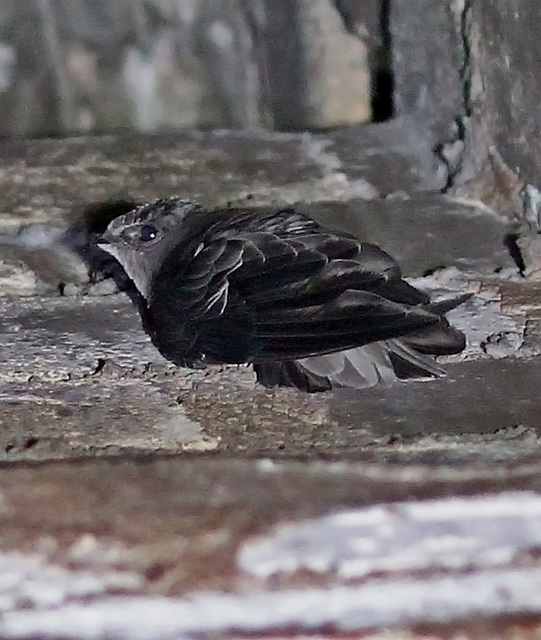 Foto andorinhãodotemporal (Chaetura meridionalis) Por Davi Abreu