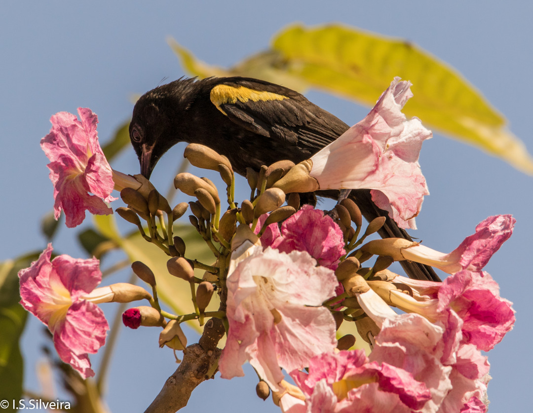 Foto inhapim (Icterus cayanensis) Por Ivaldo S. Silveira | Wiki Aves ...