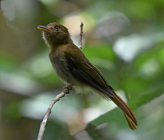 Foto flautimpardo (Cnipodectes subbrunneus) Por Leonardo Peres Wiki