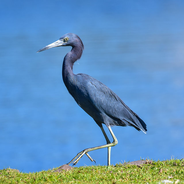 garça-azul (Egretta caerulea) | WikiAves - A Enciclopédia das Aves do ...