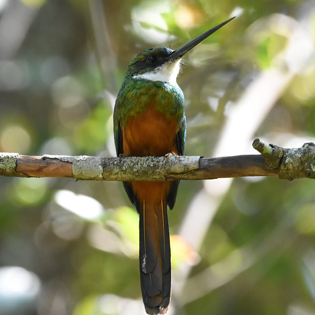 Foto Ariramba de cauda ruiva Galbula Ruficauda Por Oswaldo Rezende foto-ariramba-de-cauda-ruiva-galbula-ruficauda-por-oswaldo-rezende