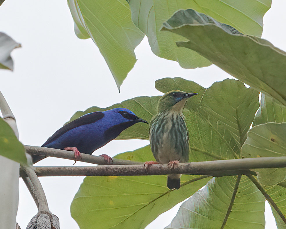 Foto saídebicocurto (Cyanerpes nitidus) Por Vilson Wruck Wiki Aves