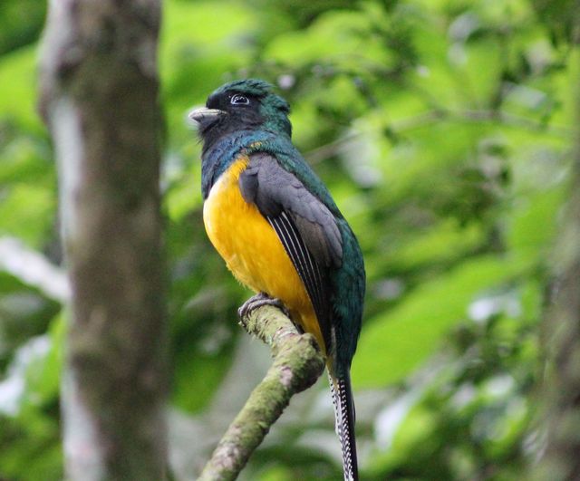 Foto surucuádourado (Trogon chrysochloros) Por Glauco Kohler Wiki
