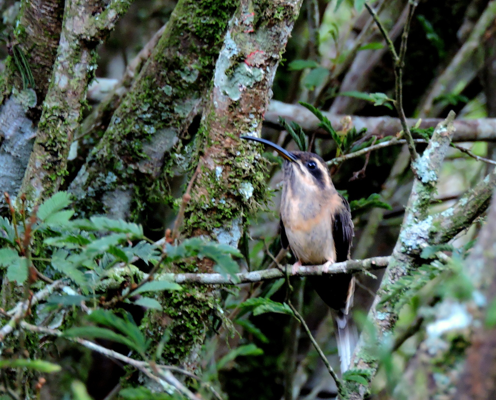 Foto rabobrancopequeno (Phaethornis squalidus) Por Marco Marcos