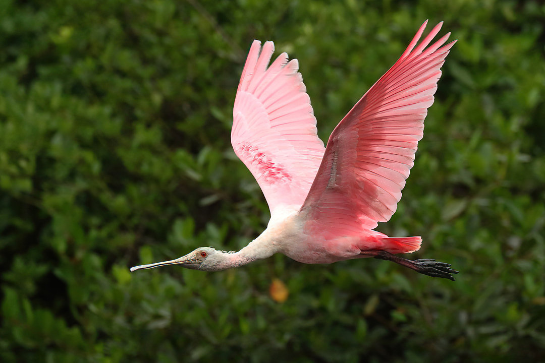 Foto colhereiro (Platalea ajaja) Por Leonardo Casadei | Wiki Aves - A ...