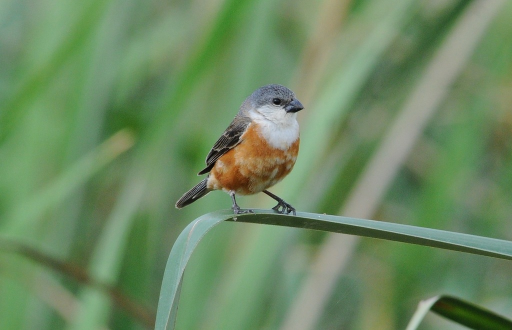 foto-caboclinho-de-papo-branco-sporophila-palustris-por-rafael-ritter