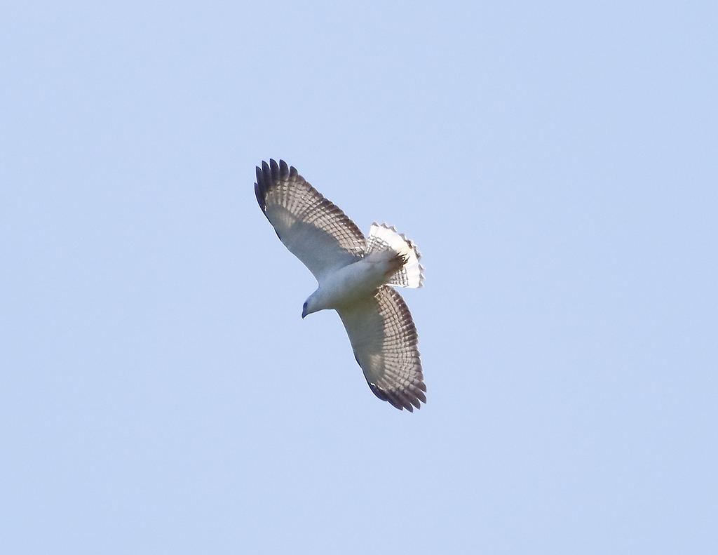 Foto Gaviao Pombo Pequeno Amadonastur Lacernulatus Por Hector Bottai Wiki Aves A Enciclopedia Das Aves Do Brasil