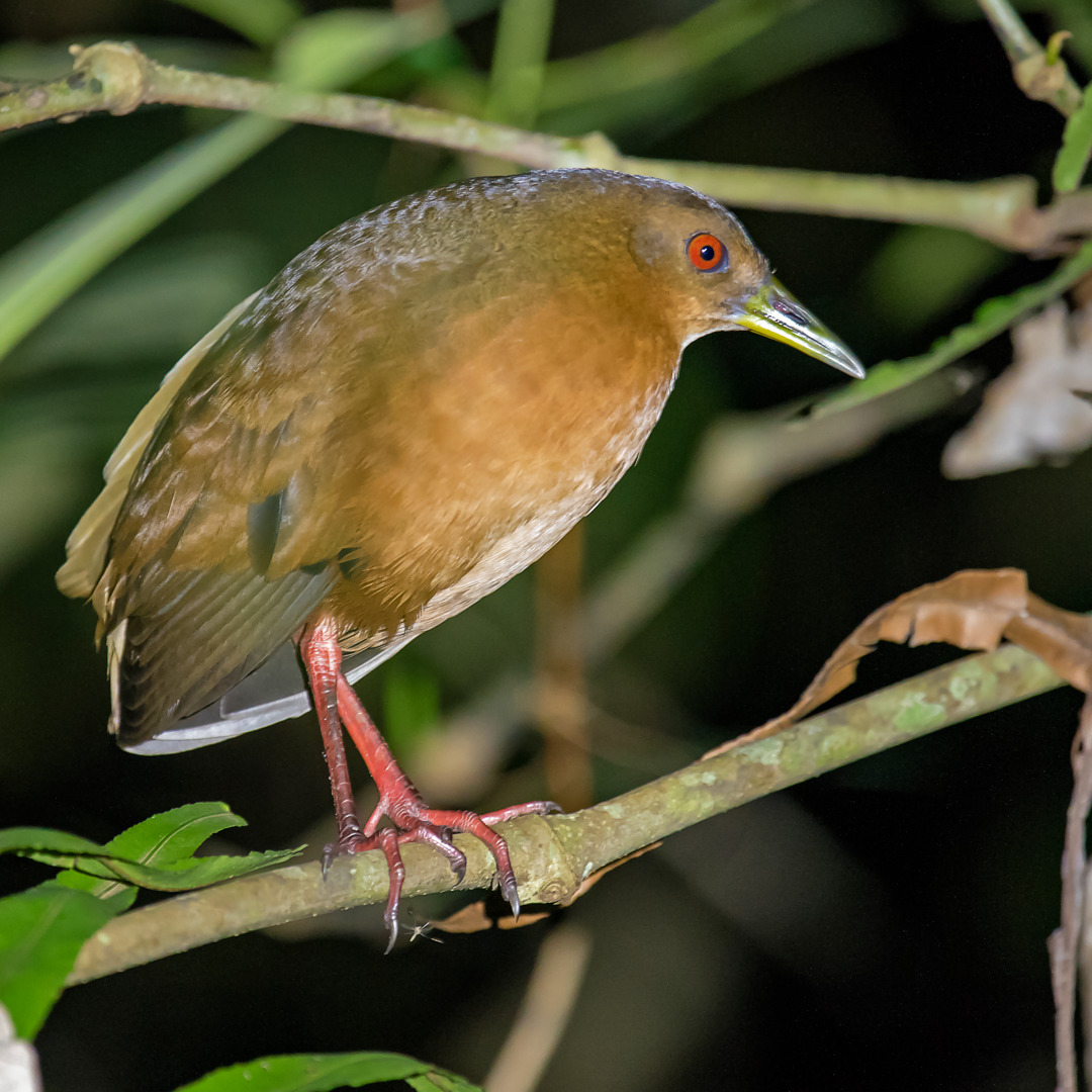 Foto saracuralisa (Amaurolimnas concolor) Por José Rondon Wiki Aves