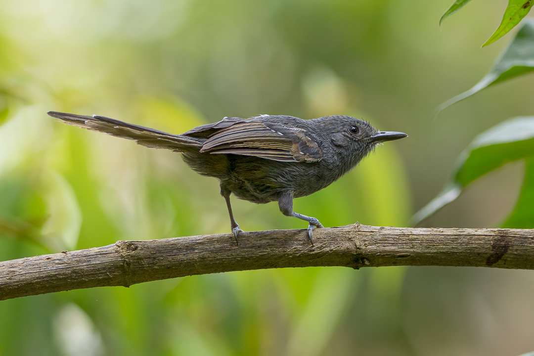 Foto chororócinzento brasiliana) Por Roberto de Oliveira