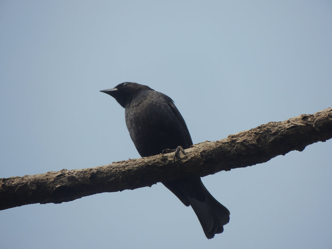 Foto chupim (Molothrus bonariensis) Por Reinaldo Langa | Wiki Aves - A ...