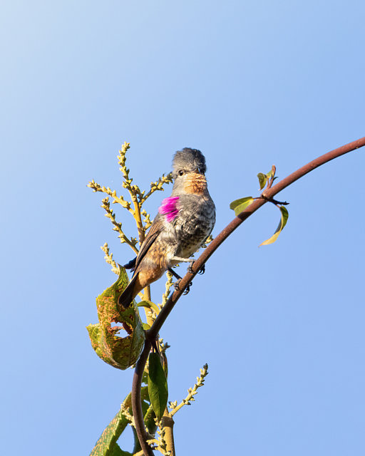 foto-anambezinho-iodopleura-pipra-por-paulo-mascaretti-wiki-aves