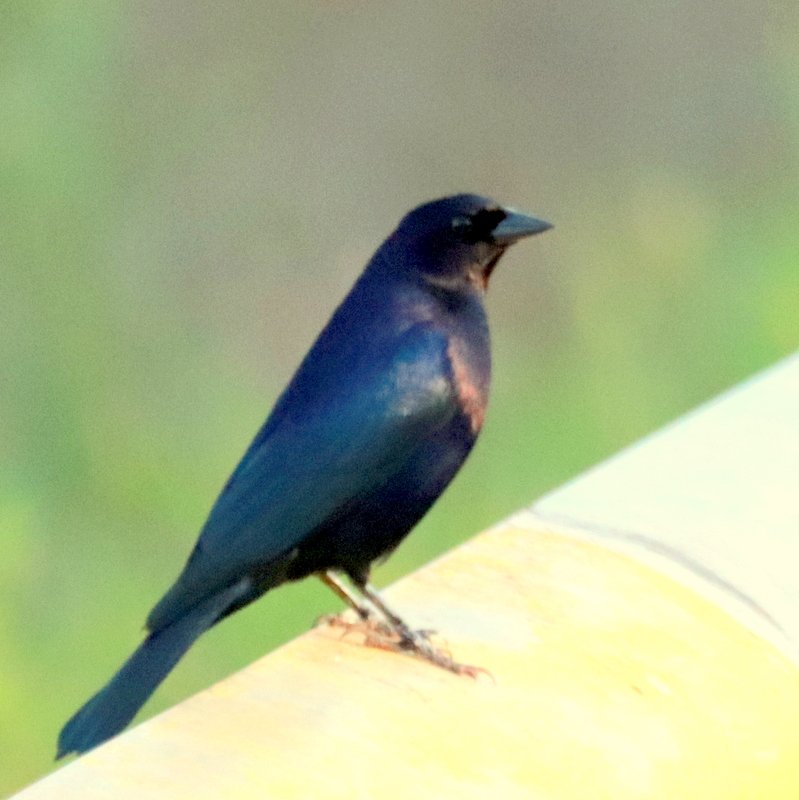 Foto chupim (Molothrus bonariensis) Por Alceo Romano Slomski | Wiki ...