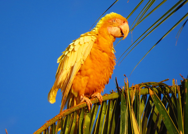 Foto arara-canindé (Ara ararauna) Por Wanieulli Pascoal (Sirê) | Wiki