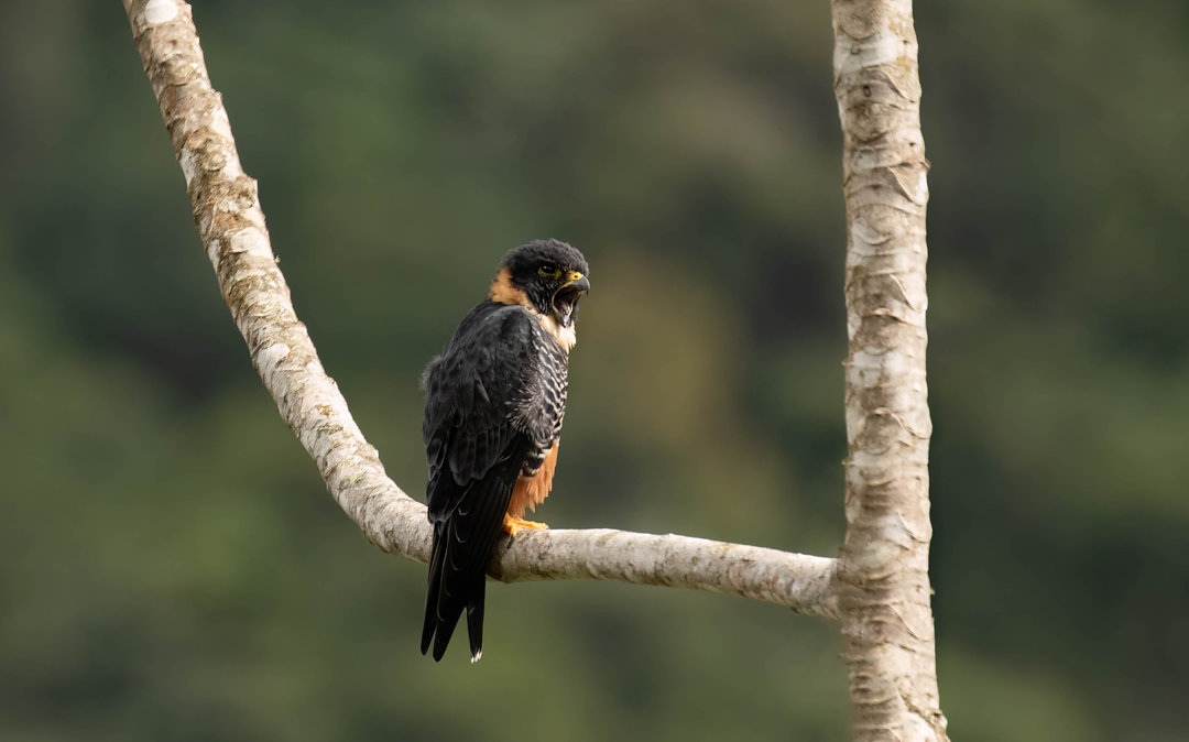 Foto cauré (Falco rufigularis) Por Elvis - Japão | Wiki Aves - A ...