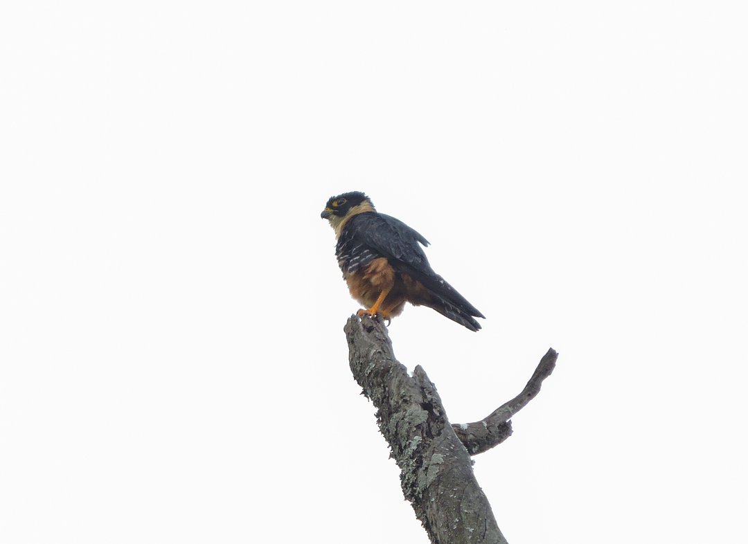 Foto cauré (Falco rufigularis) Por Gustavo Quintanilha | Wiki Aves - A ...