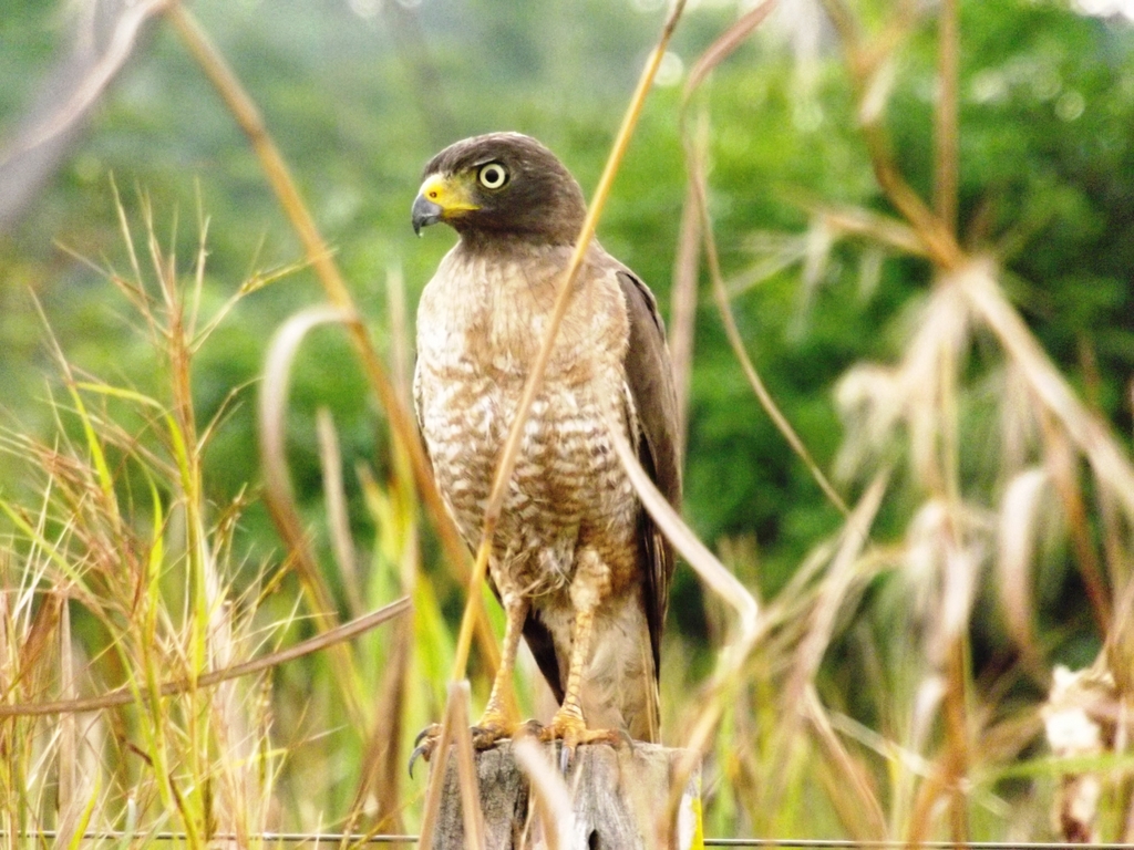 Foto gavião-carijó (Rupornis magnirostris) Por Wilson Oliveira | Wiki ...