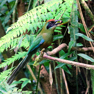 juruva (Baryphthengus ruficapillus) | WikiAves - A Enciclopédia das ...