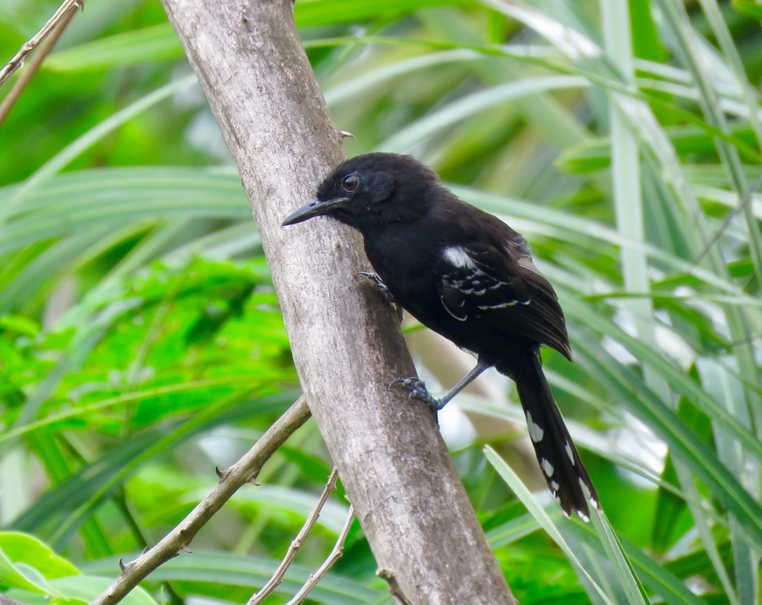 Foto chororódegoiás ferdinandi) Por Ana Aquino Wiki