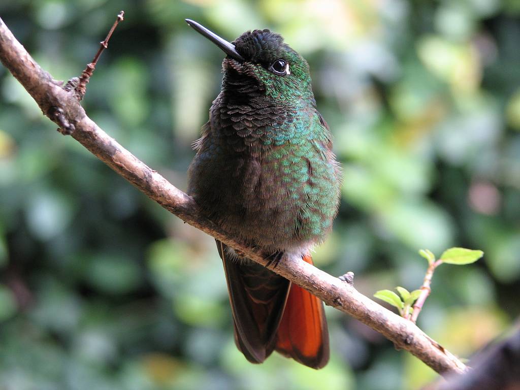 Foto beija-flor-rubi (Heliodoxa rubricauda) Por Reinaldo Guedes | Wiki ...