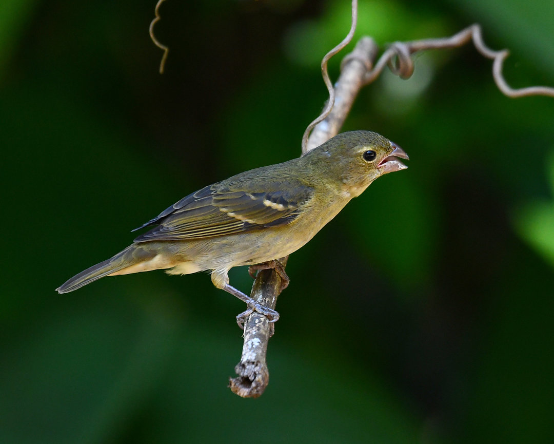 foto-pixox-sporophila-frontalis-por-eliane-zaltman-wiki-aves-a