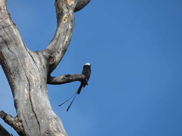 foto-viuvinha-colonia-colonus-por-alex-alamelo-wiki-aves-a