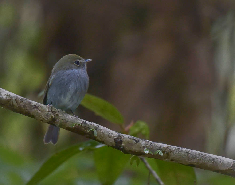 Foto olhofalso (Hemitriccus diops) Por Antonio Ferrassini Wiki Aves