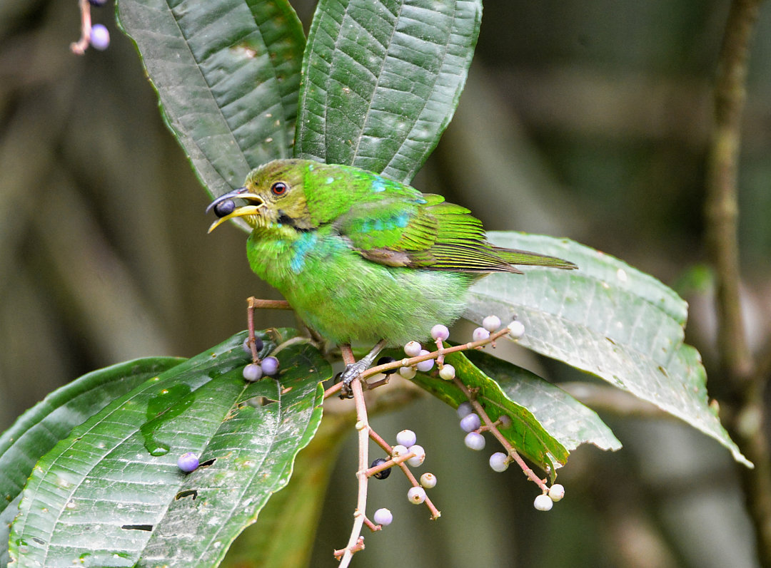 foto-sa-verde-chlorophanes-spiza-por-fausto-ara-jo-wiki-aves-a