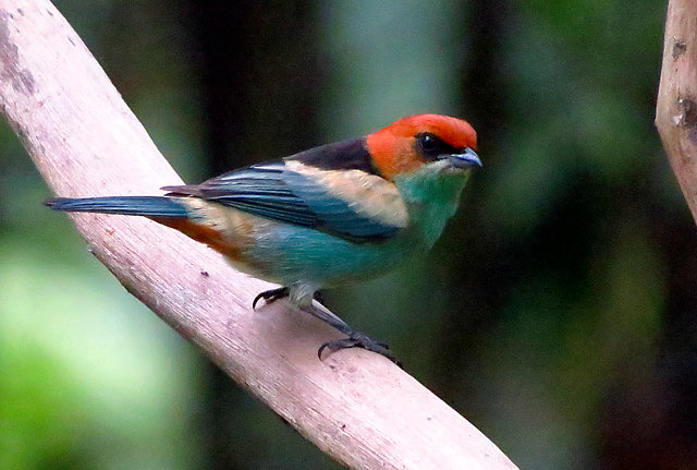 Foto saírasapucaia (Stilpnia peruviana) Por Fernando Pacheco Wiki