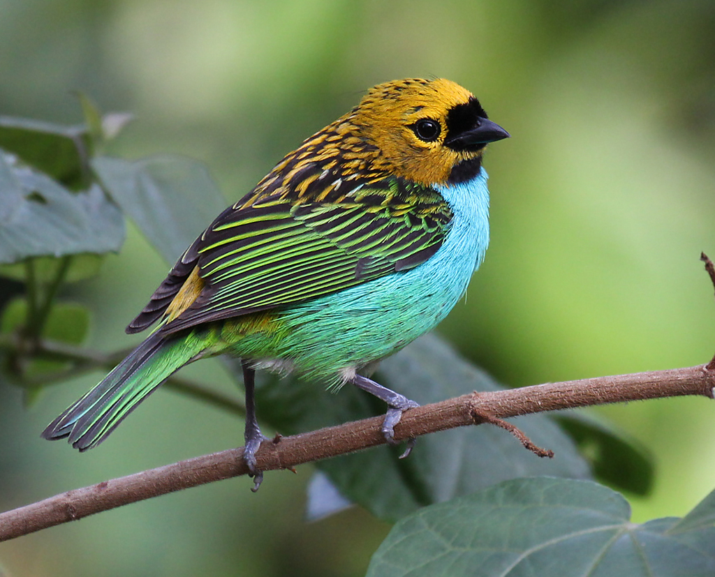 foto-sa-ra-douradinha-tangara-cyanoventris-por-luiz-f-pereira-wiki