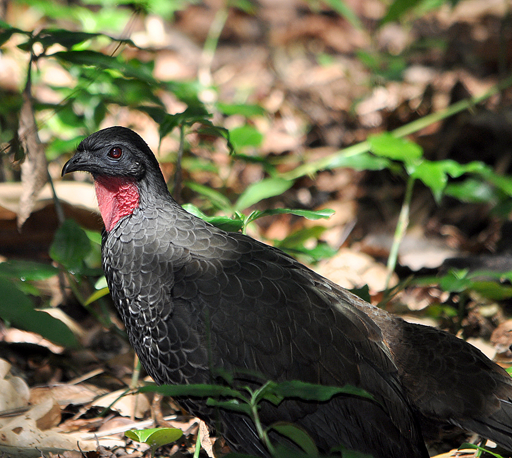 Foto jacupemba (Penelope superciliaris) Por Maria Jucá Wiki Aves A