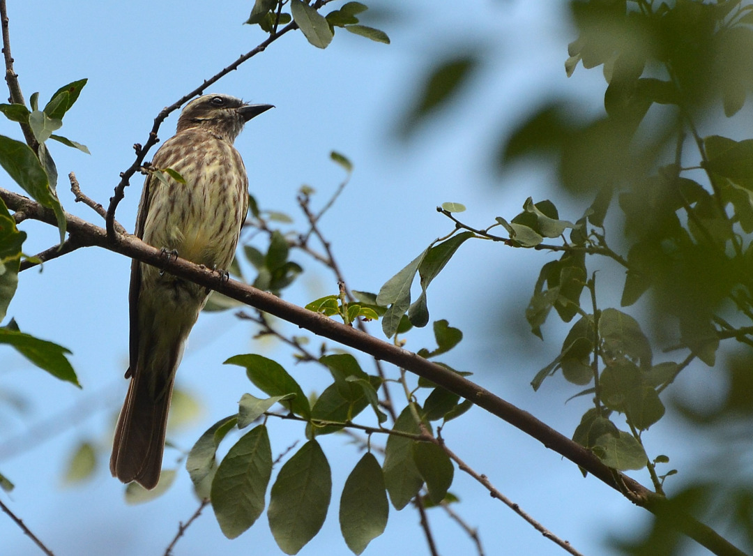 Foto peitica (Empidonomus varius) Por Carlos Eduardo Agne | Wiki Aves ...