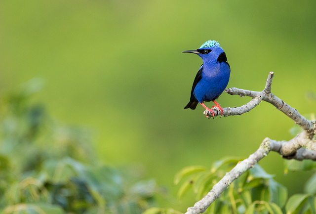 foto-sa-ra-beija-flor-cyanerpes-cyaneus-por-luana-bianquini-wiki