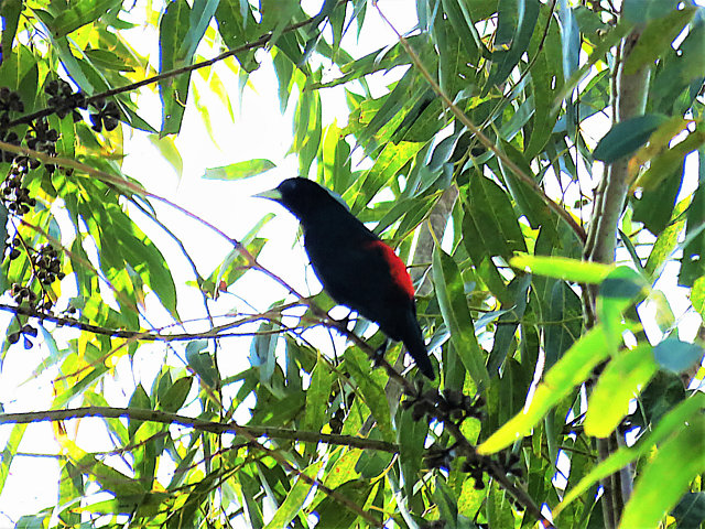 foto-guaxe-cacicus-haemorrhous-por-alex-alamelo-wiki-aves-a